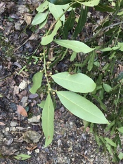 Laurus nobilis