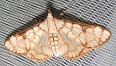 Aphytoceros lucusalis