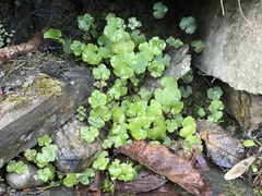 Cymbalaria muralis