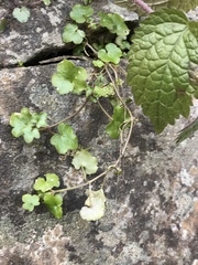 Cymbalaria muralis
