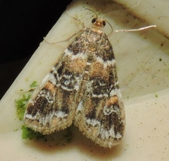 Elophila responsalis