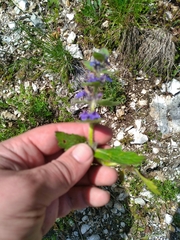 Ajuga genevensis