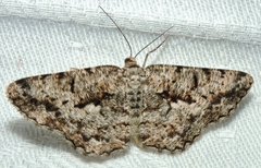 Hypomecis externaria