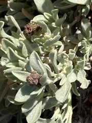 Atriplex corrugata