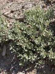 Atriplex corrugata