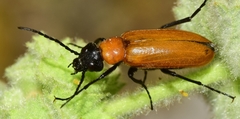 Zonitis immaculata