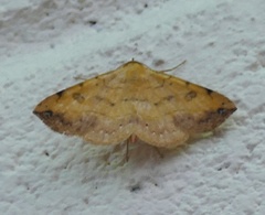 Hemeroplanis floccalis
