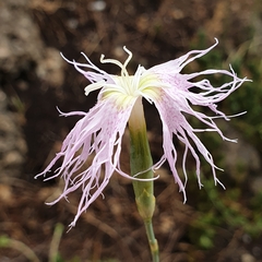 Dianthus broteri