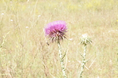 Onopordum caulescens