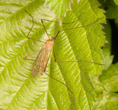 Limonia nigropunctata