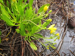 Villarsia capensis