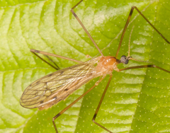 Limonia nigropunctata