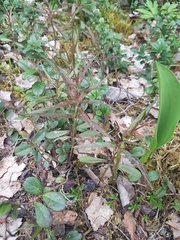 Melampyrum sylvaticum