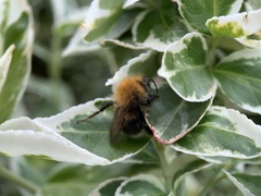 Bombus hypnorum