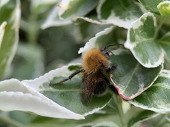 Bombus hypnorum