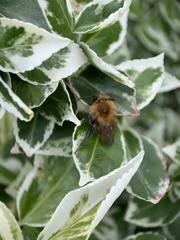 Bombus hypnorum
