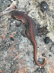 Lissotriton vulgaris