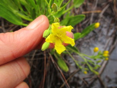 Villarsia capensis