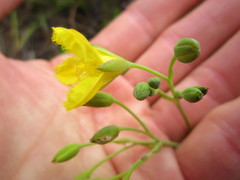 Villarsia capensis