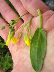 Villarsia capensis