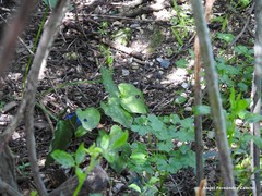 Arum cylindraceum