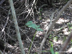 Arum cylindraceum