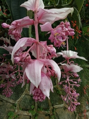 Medinilla magnifica