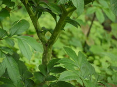 Amorphophallus commutatus