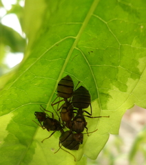 Oecophylla longinoda