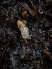 Carychium tridentatum