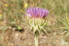 Onopordum caulescens