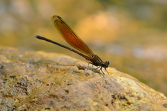 Euphaea ochracea