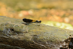 Aristocypha fenestrella