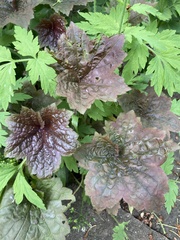 Heuchera
