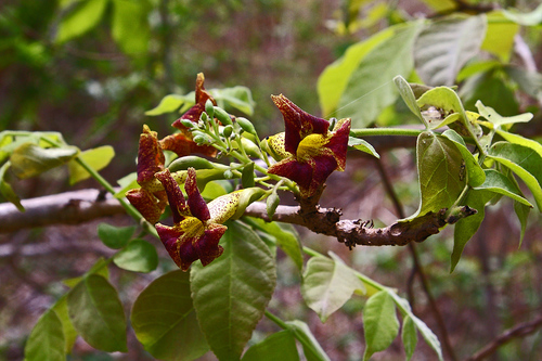 Markhamia zanzibarica