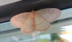 Lambdina pellucidaria