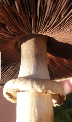 Agaricus