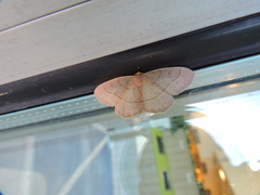 Lambdina pellucidaria