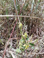 Melilotus italicus