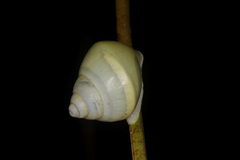 Amphidromus atricallosus