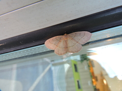 Lambdina pellucidaria