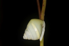 Amphidromus atricallosus
