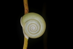 Amphidromus atricallosus