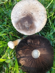 Agaricus