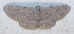 Idaea violacearia