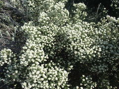 Phylica axillaris maritima