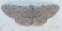 Idaea violacearia