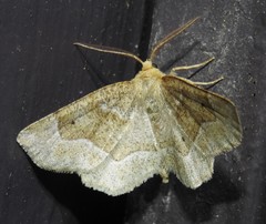 Metarranthis indeclinata