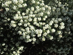 Phylica axillaris maritima