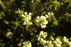 Phylica axillaris maritima